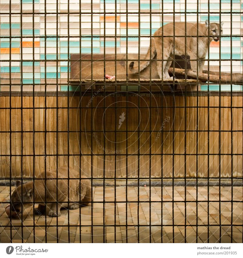 feeding time Animal Wild animal Cat Zoo 2 Feeding Aggression Tile Puma Captured Grating Enclosure To feed Carnivore Gloomy Narrow Colour photo Multicoloured