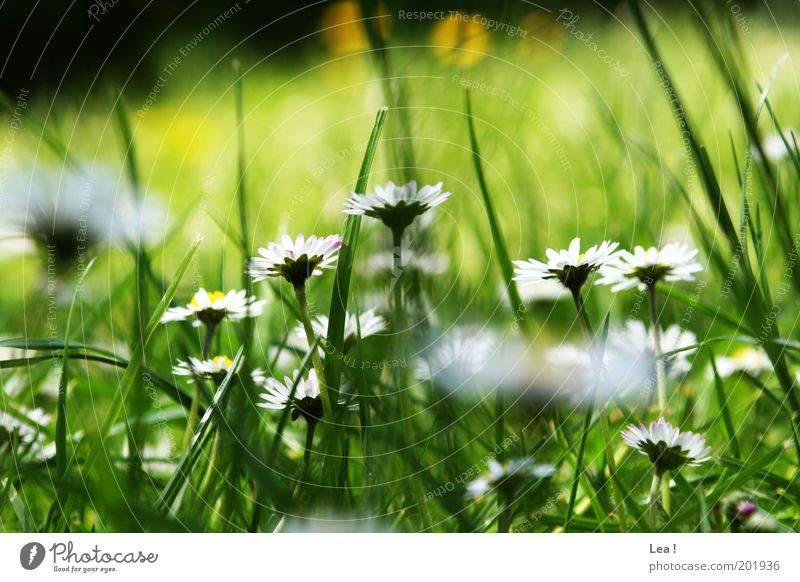 floral Nature Spring Grass Daisy Garden Natural Colour photo Exterior shot Day Worm's-eye view Meadow Blade of grass Deserted