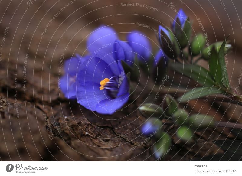 purple Environment Plant Flower Moody Violet Garden Blossom Bud Spring Delicate Colour photo Exterior shot Close-up Detail Macro (Extreme close-up)