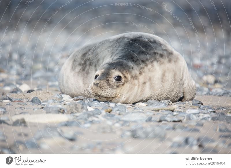 Grey seal Jungtier Animal Wild animal Gray seal 1 Baby animal Stone Sand Looking Dream Beautiful Cuddly Small Maritime Natural Cute Safety (feeling of)