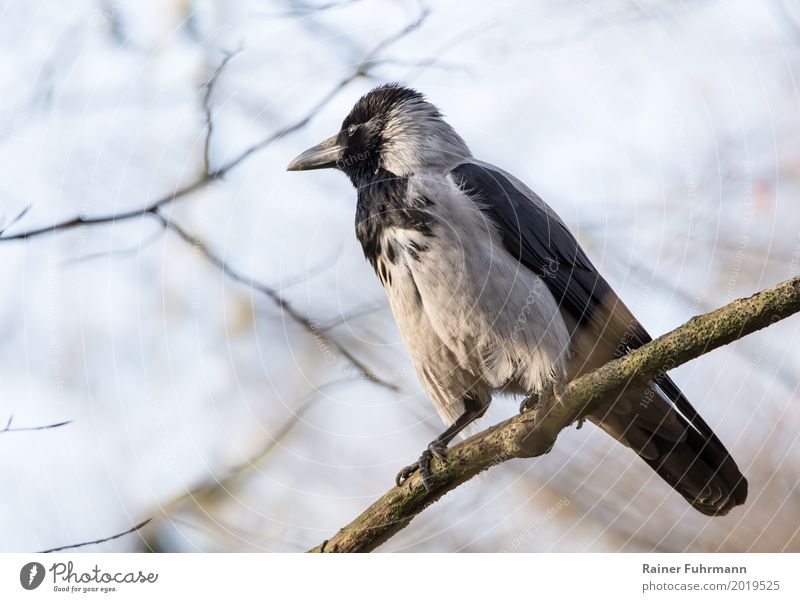 a hooded crow sitting on a branch Nature Animal Beautiful weather Park "Bird Crow Hooded Crow Raven" 1 Contentment "wait Spring "I'll sit on the table,"