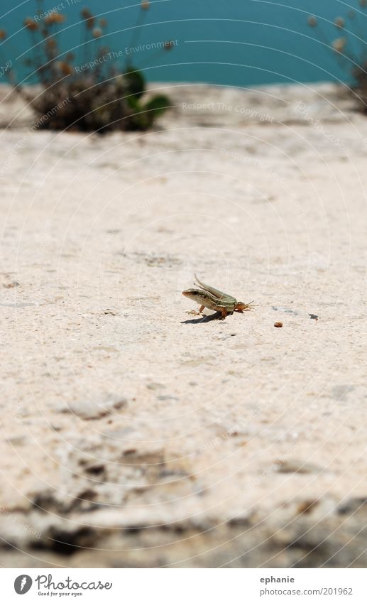 ...strolling around every day Plant Wild animal 1 Animal Stone Movement Curiosity Colour photo Exterior shot Day Contrast Shallow depth of field Sand Saurians