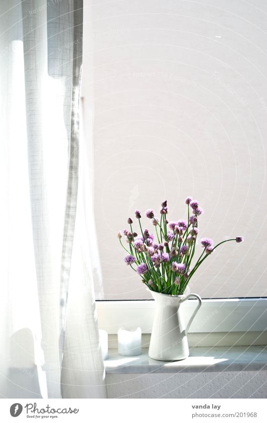 The other day at the window Lifestyle Style Flat (apartment) Decoration Spring Summer Plant Beautiful Chives Herbs and spices Water jug Vase Curtain Drape