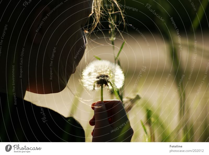 Another dandelion... Human being Girl Infancy Head Hair and hairstyles Hand Fingers Environment Nature Plant Summer Warmth Flower Bright Dandelion Colour photo