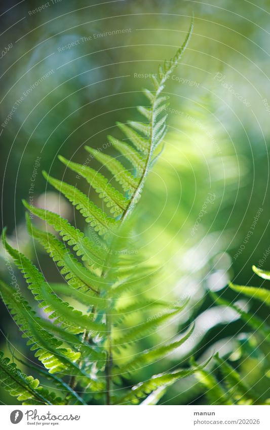 fern frond Calm Nature Plant Sunlight Spring Summer Bushes Fern Foliage plant Garden Park Illuminate Esthetic Exotic Fantastic Fresh Bright Green Romance