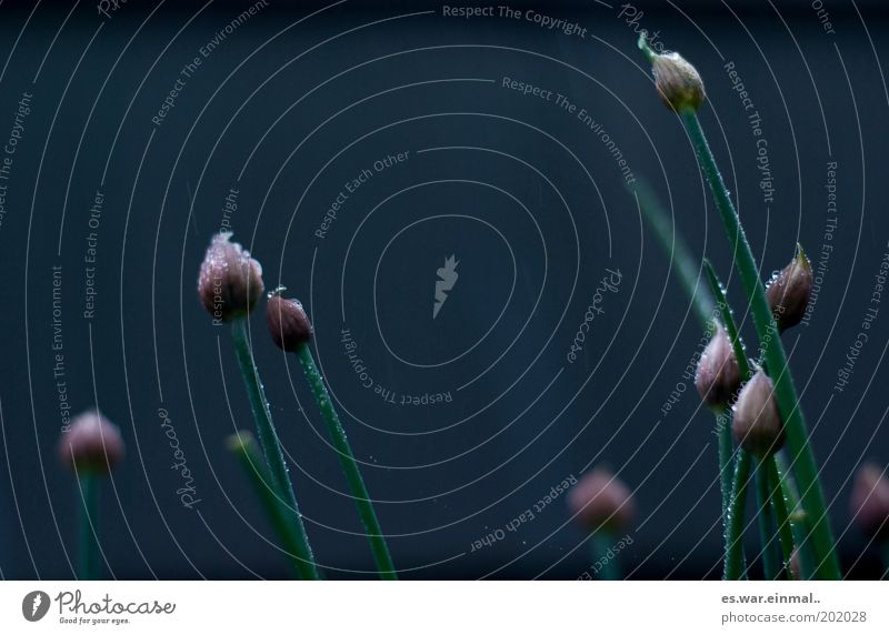 chive thriller II. Herbs and spices Fragrance Faded Growth Chives Blossom Colour photo Subdued colour Motion blur Shallow depth of field Herb garden Deserted