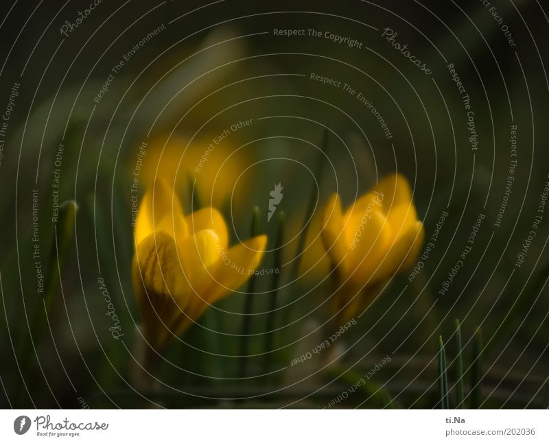 Spring messengers to the Purzeltag Environment Nature Landscape Plant Flower Blossom Crocus Garden Blossoming Fragrance Yellow Green Spring fever Colour photo