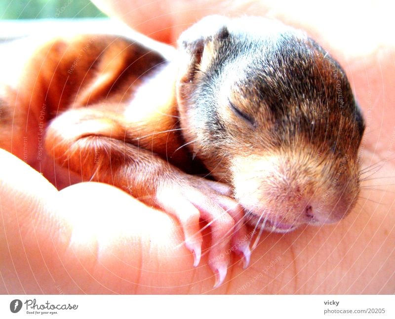Hagen Squirrel Animal Rodent Claw Nest squirrel baby Baby animal Stone block