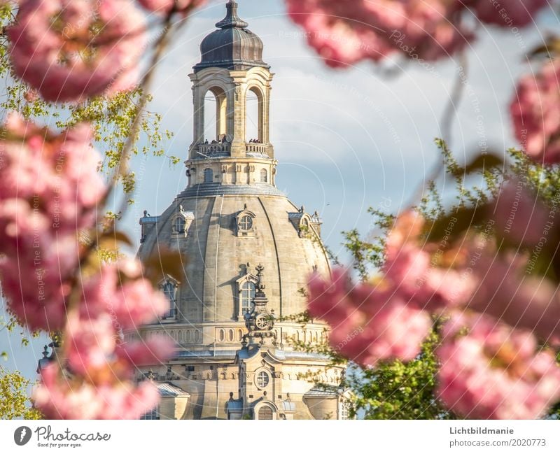 Frauenkirche Dresden in spring Tourism Sightseeing City trip Human being Architecture Culture Plant Clouds Spring Beautiful weather Tree Blossom Cherry blossom
