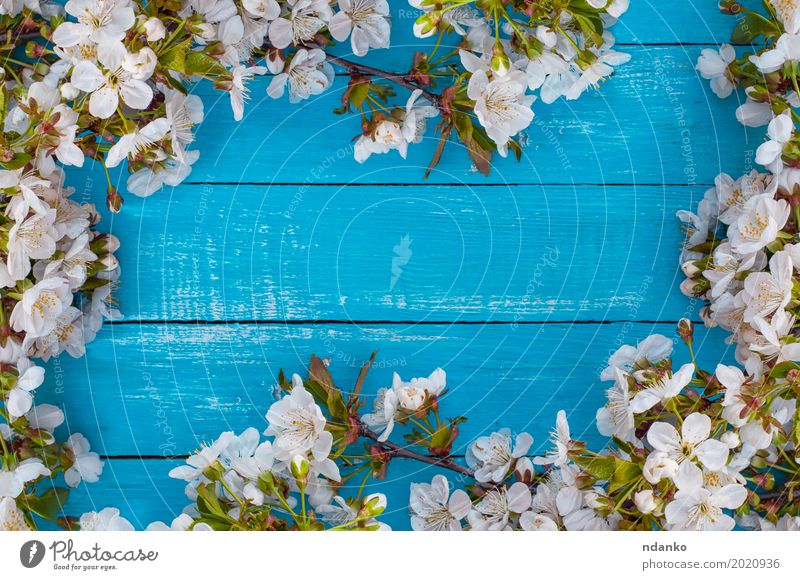 flowering branches of cherry Plant Tree Flower Blossom Bouquet Wood Bright Retro Blue Turquoise White Cherry background spring Blossom leave vintage empty place