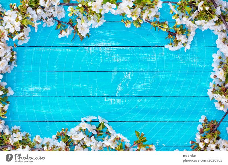 wooden blue background with blooming cherry blossoms Nature Plant Tree Flower Blossom Bouquet Wood Blossoming Bright Blue White Cherry empty place board branch