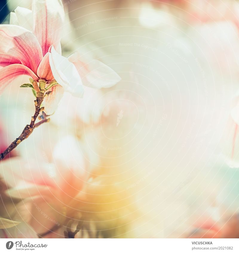 Beautiful magnolia blossom in sunlight Design Life Summer Garden Nature Plant Spring Beautiful weather Flower Leaf Blossom Park Blossoming Soft Pink