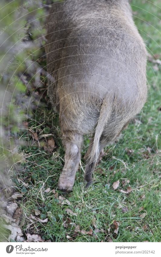 outdoor fresh meat Food Nutrition Banquet Organic produce Village Animal Farm animal Wild animal Pelt Paw 1 Subdued colour Exterior shot Deserted Day