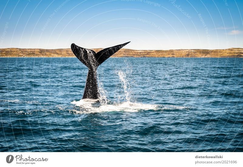 whale fin Environment Nature Ocean Swimming & Bathing Dive Whale Fin Humpback whale Habitat Water Marine mammal Colour photo Multicoloured Exterior shot Day
