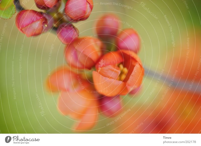 flower power Nature Plant Spring Blossom Green Orange Pink Delicate Light green Bud Colour photo Exterior shot Macro (Extreme close-up) Deserted Copy Space left