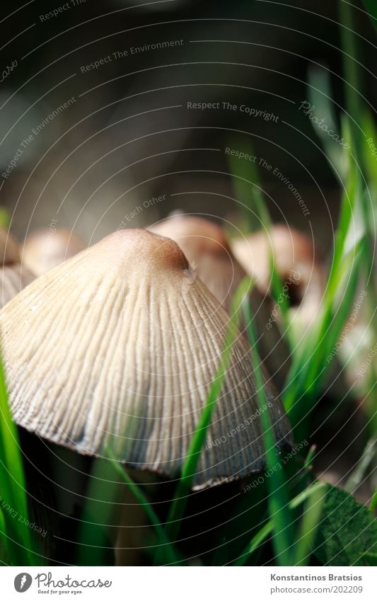 smurf umbrella Nature Spring Plant Grass Meadow Field Growth Near Natural Round Soft Brown Green Black Discover Mushroom cap Furrow Poison Edible Multiple