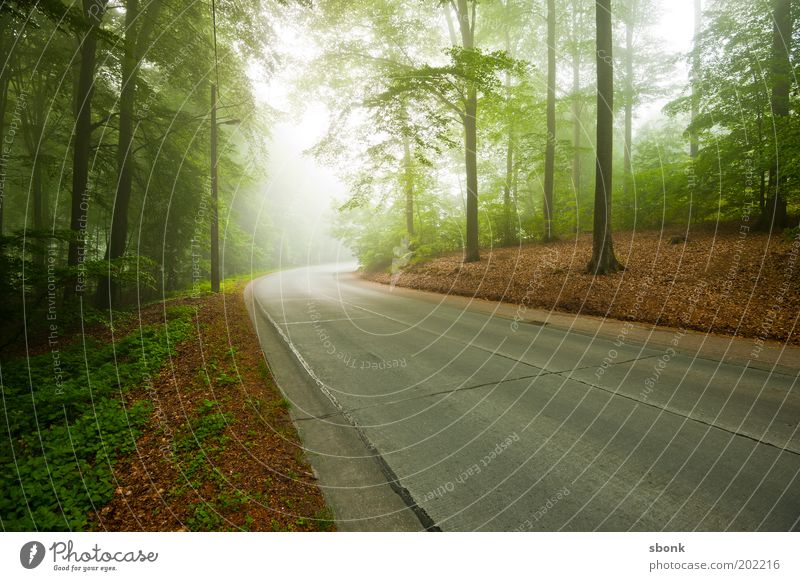 through morning scenes Environment Nature Landscape Fog Forest Traffic infrastructure Street Lanes & trails Moody Asphalt Country road Tree Colour photo