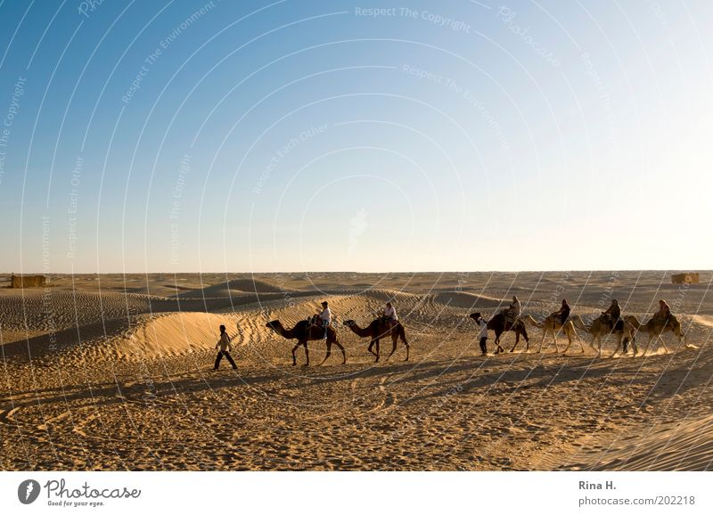 caravan Vacation & Travel Tourism Trip Adventure Safari Expedition Human being Group Nature Landscape Sand Horizon Desert Tunisia Means of transport