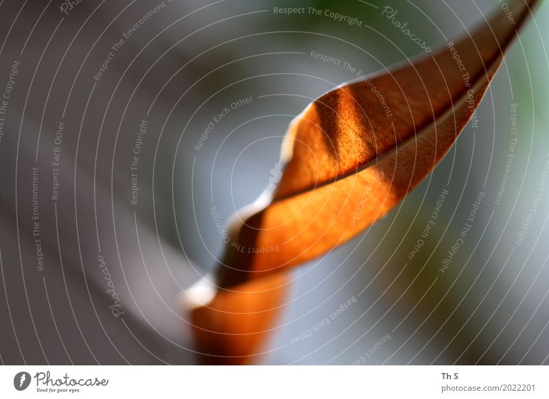 leaf Nature Plant Spring Autumn Winter Leaf Movement Faded Esthetic Authentic Simple Elegant Natural Gray Orange Serene Patient Calm Uniqueness Colour photo