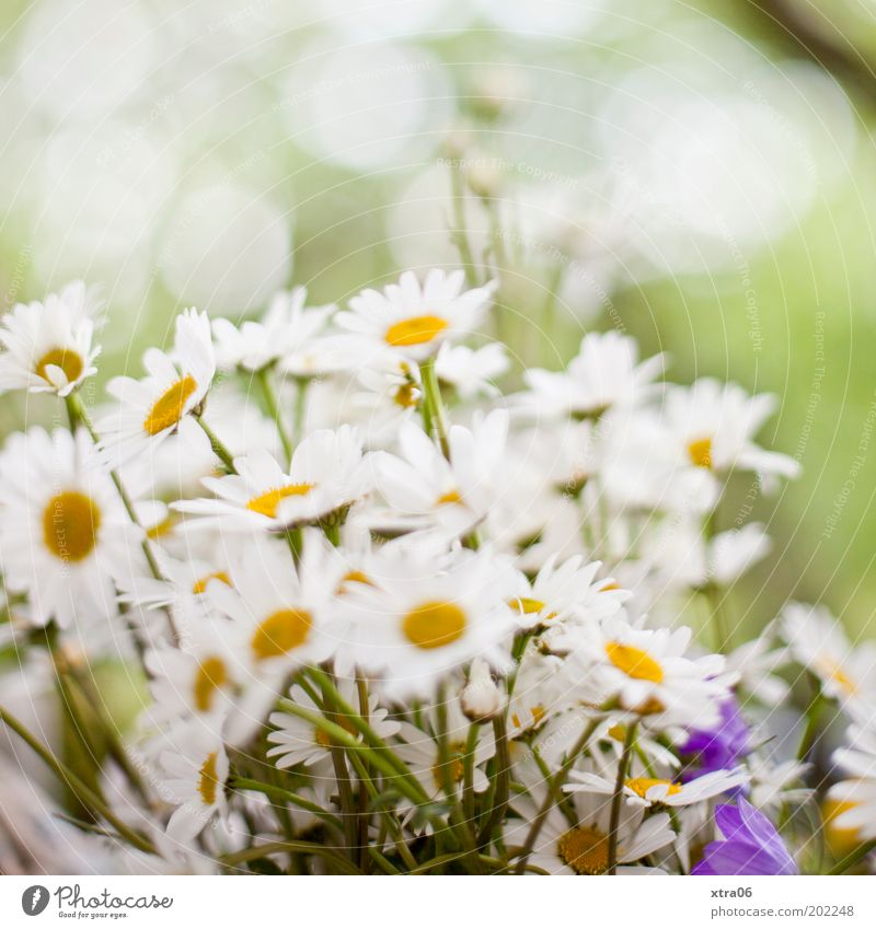There again Plant Flower Fragrance Marguerite Daisy Bouquet Summer Spring Colour photo Exterior shot Close-up Day White Blossoming Deserted