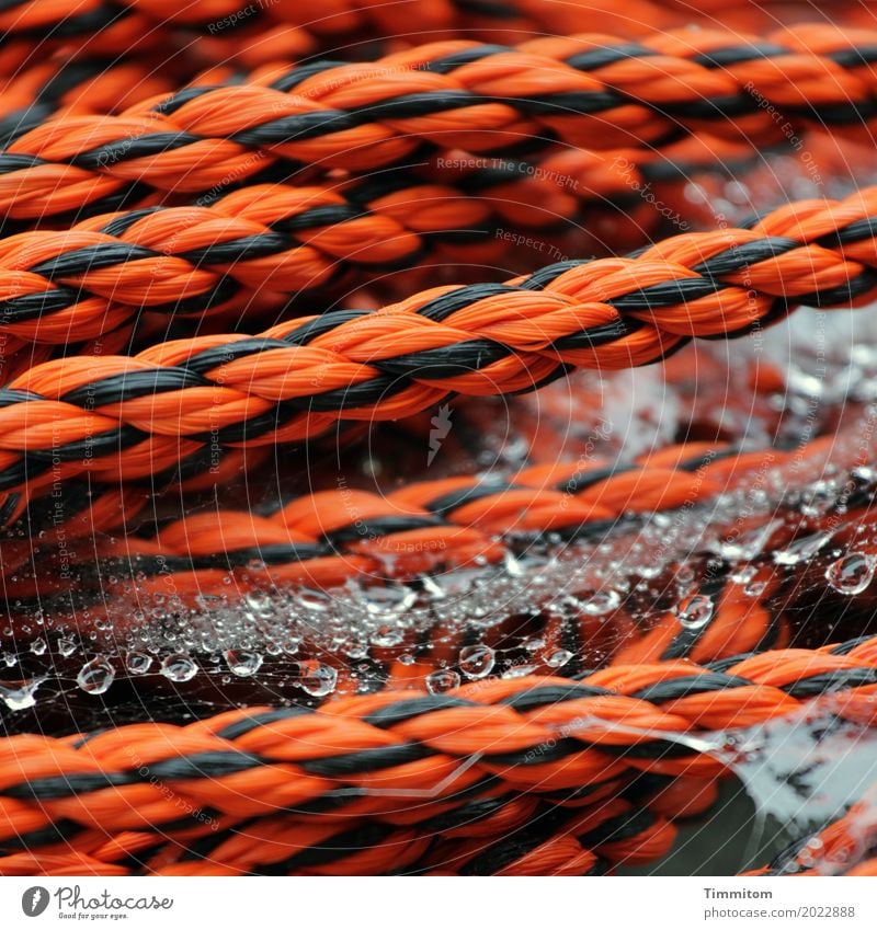 Tau Tau. Rope Dew Plastic Water Simple Orange Black Drops of water Wet Firm Plaited Cobwebby Colour photo Exterior shot Close-up Deserted Day