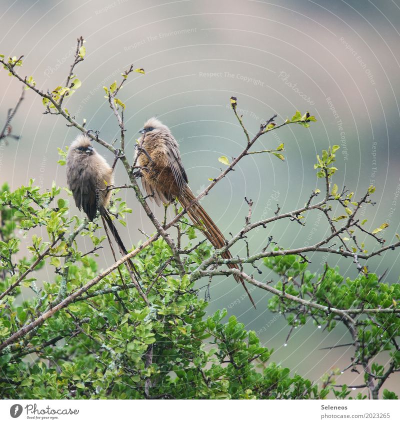 Mousebirds in the rain Trip Far-off places Freedom Environment Nature Water Drops of water Bad weather Rain Bushes Animal Wild animal Bird Animal face Wing 2