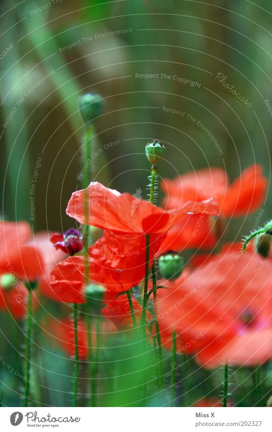 poppy II Intoxicant Nature Plant Summer Flower Blossom Agricultural crop Meadow Blossoming Growth Poppy Poppy blossom Seed Contrast Colour photo Multicoloured