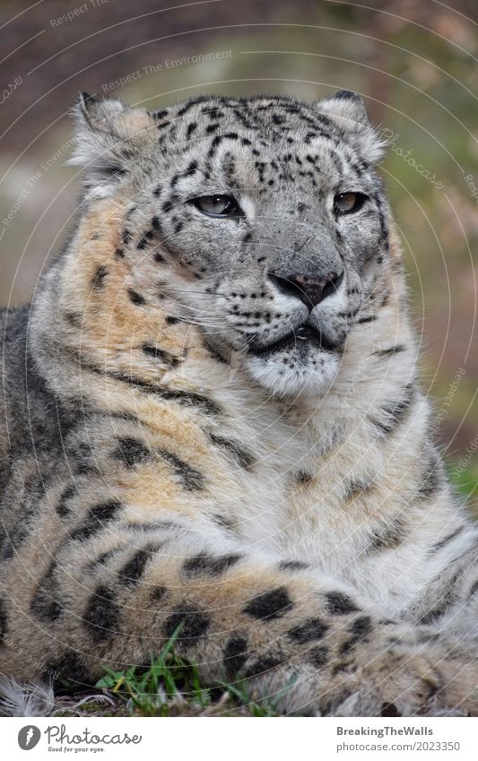 Close up portrait of male snow leopard Summer Nature Animal Grass Wild animal Animal face Zoo 1 Lie Looking Sit Green Self-confident Power Might Relaxation