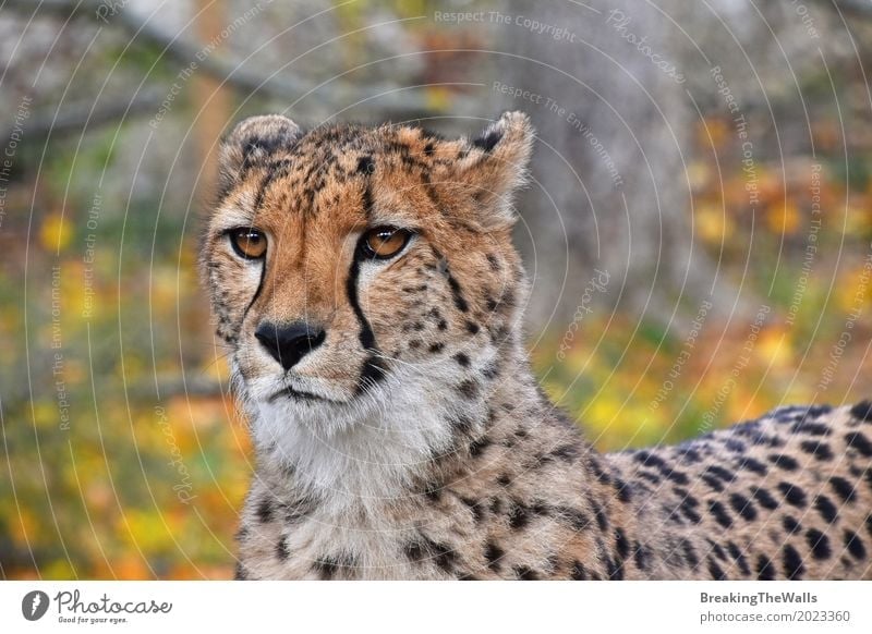 Close up front view portrait of cheetah looking at camera Animal Autumn Leaf Wild animal Cat Animal face Zoo 1 Walking Looking Stand Yellow Green Colour Cheetah