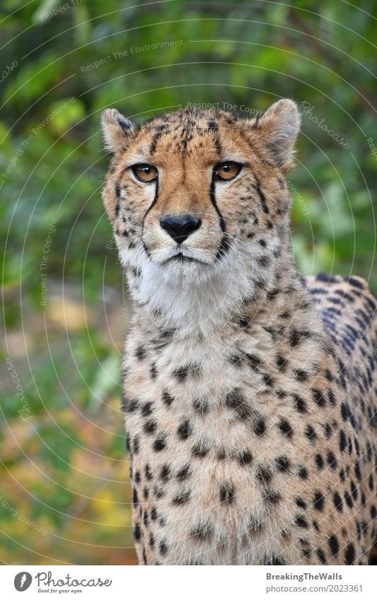 Cheetah Photos, Download The BEST Free Cheetah Stock Photos & HD Images
