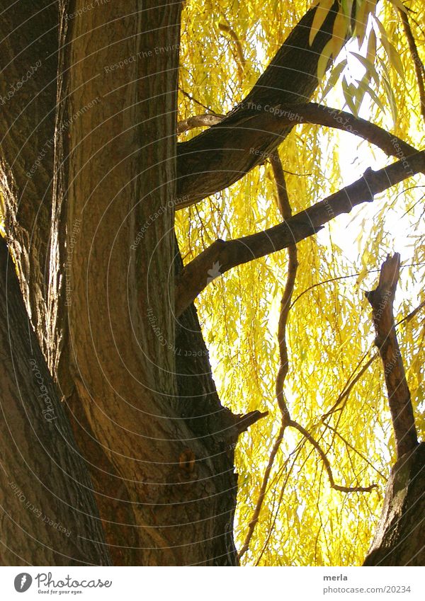 Weeping willow autumnal Tree bark Leaf Yellow Autumn Pasture Tree trunk
