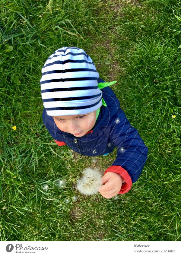 dandelion Joy Beautiful Face Leisure and hobbies Playing Vacation & Travel Trip Adventure Far-off places Freedom Safari Expedition Camping Science & Research