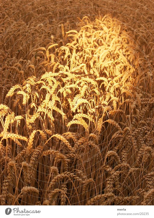Grain in the light Blade of grass Summer Light Hoar frost Sun Beam of light