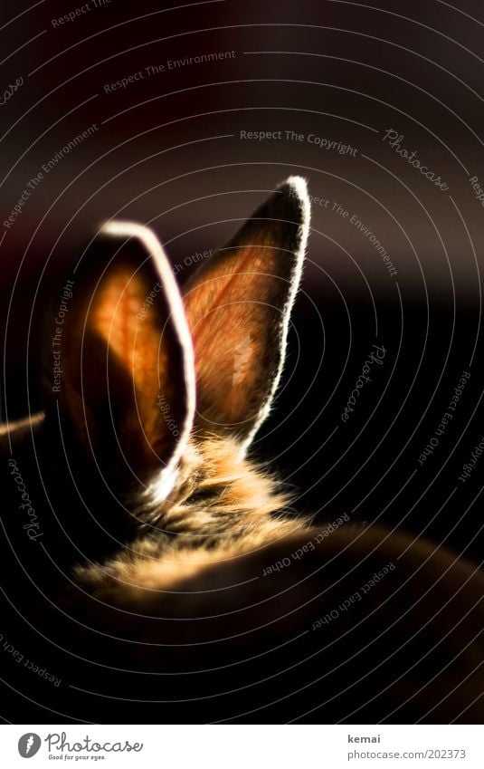 Hot ears Animal Pet Pelt Hare & Rabbit & Bunny Pygmy rabbit Ear Vessel Hare ears 1 Listening Illuminate Sit Dark Glittering Large Bright Soft Brown Black