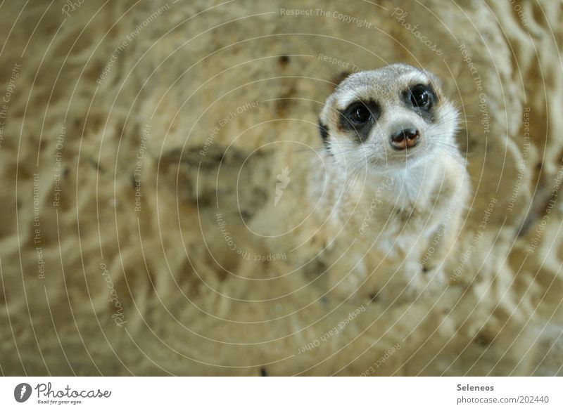 with big meerkat eyes! Zoo Nature Animal Earth Sand Wild animal Animal face Pelt Meerkat Rodent Observe Looking Stand Friendliness Curiosity Cute Soft