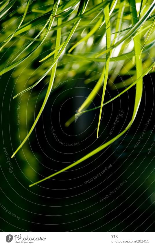 Green Rain Environment Nature Plant Air Summer Beautiful weather Grass Bushes Foliage plant Fresh Warmth Black Moody Exotic Colour Ease Growth Change