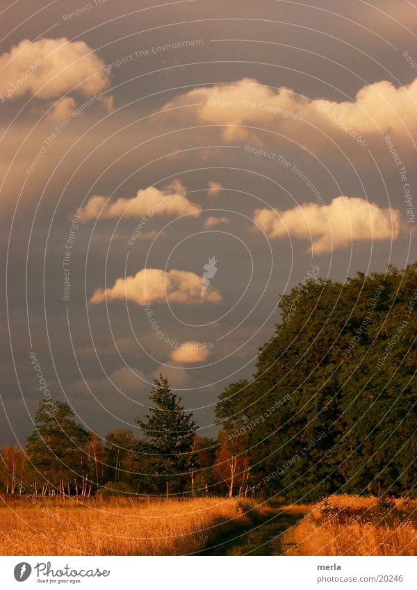 Smoke signals: the storm has moved on ... Clouds Storm front Forest Meadow Evening sun