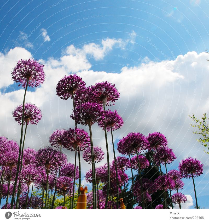 ornamental garlic Garden Environment Nature Sky Spring Summer Beautiful weather Plant Flower Blossom Meadow Blossoming Growth Large Leek Garden plants