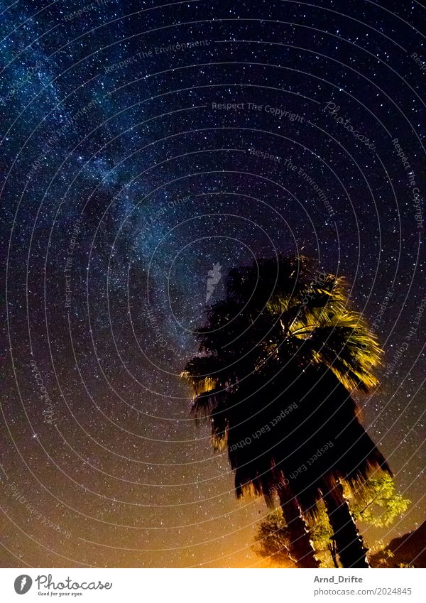 Milky Way behind palm trees Vacation & Travel Far-off places Expedition Nature Landscape Sky Night sky Stars Old Gigantic Blue Yellow Universe Starlit