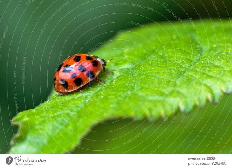 and bye! Environment Nature Plant Animal Summer Leaf Ladybird 1 Crawl Green Red Black Colour photo Multicoloured Exterior shot Close-up Macro (Extreme close-up)