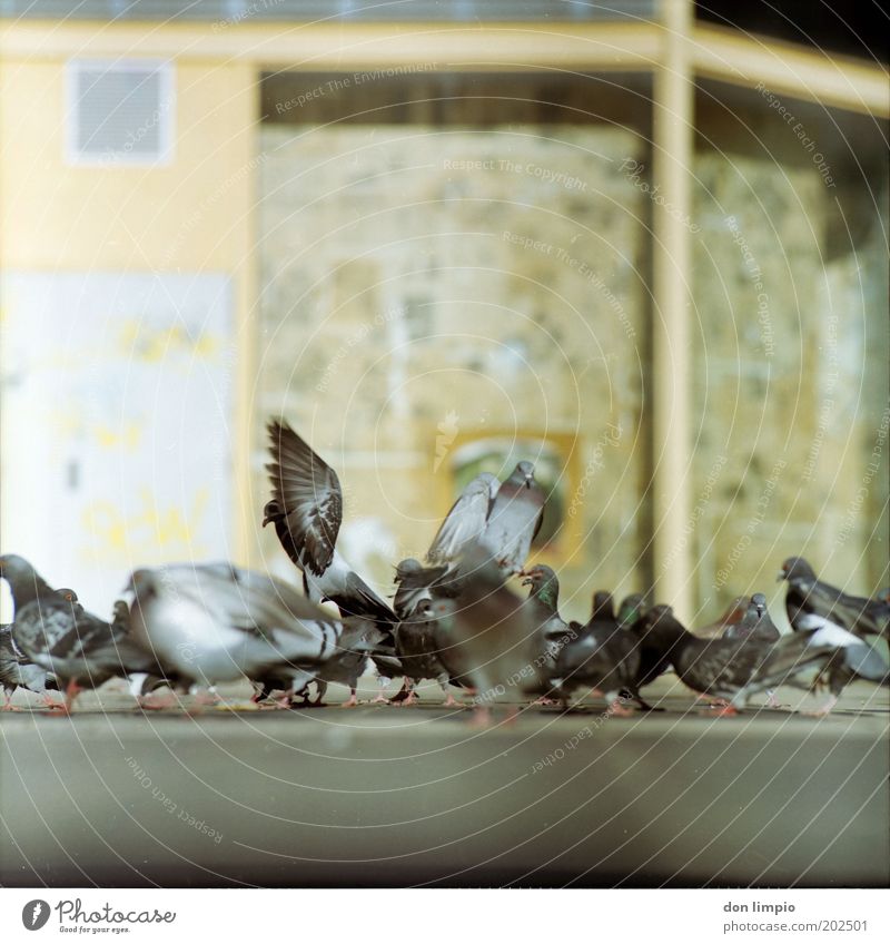 Pigeons 3 House (Residential Structure) Town Deserted Places Bird Flock Pair of animals Rutting season Flying Crouch Free Many Wild Movement Nature
