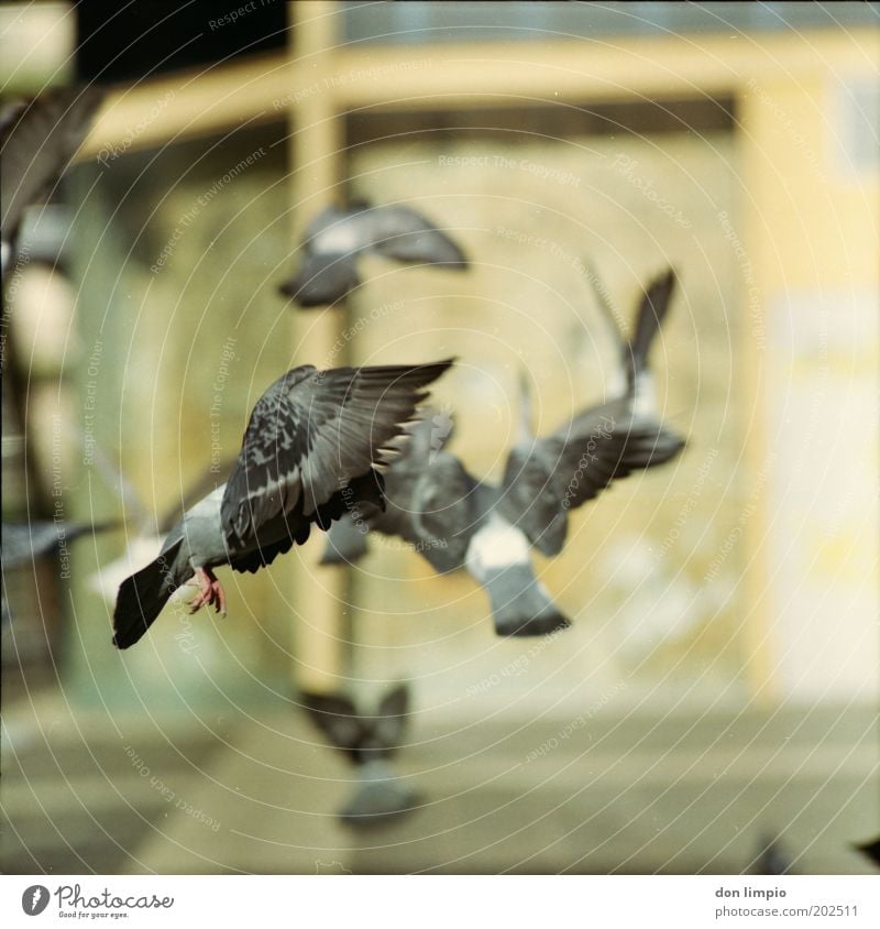 Pigeons 4 Animal Deserted Places Bird Flock Flying Free Near Wild Gray Nature Stagnating Parasite Feather Wing Movement Plagues Colour photo Exterior shot