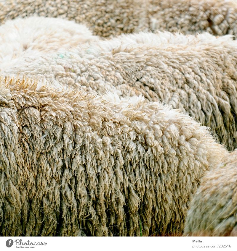 Full of sheep Animal Farm animal Pelt Sheep Group of animals Herd Simple Near Together Wool Raw materials and fuels Cattle breeding sheep breeding Colour photo