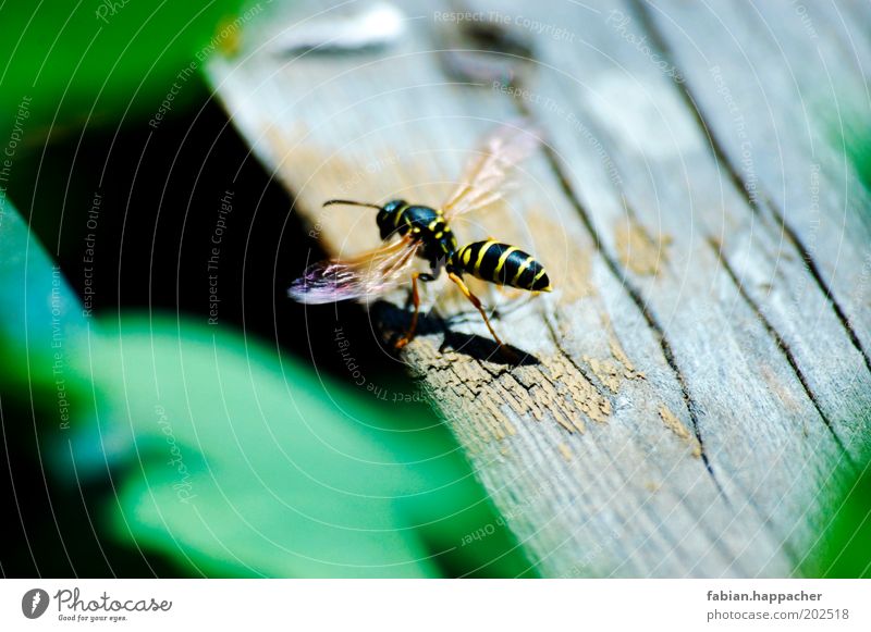 Wasp at the start Animal Summer Weather Beautiful weather Warmth Leaf Foliage plant Bee 1 Wood Observe Crawl Esthetic Threat Free Small Thorny Black Wasps