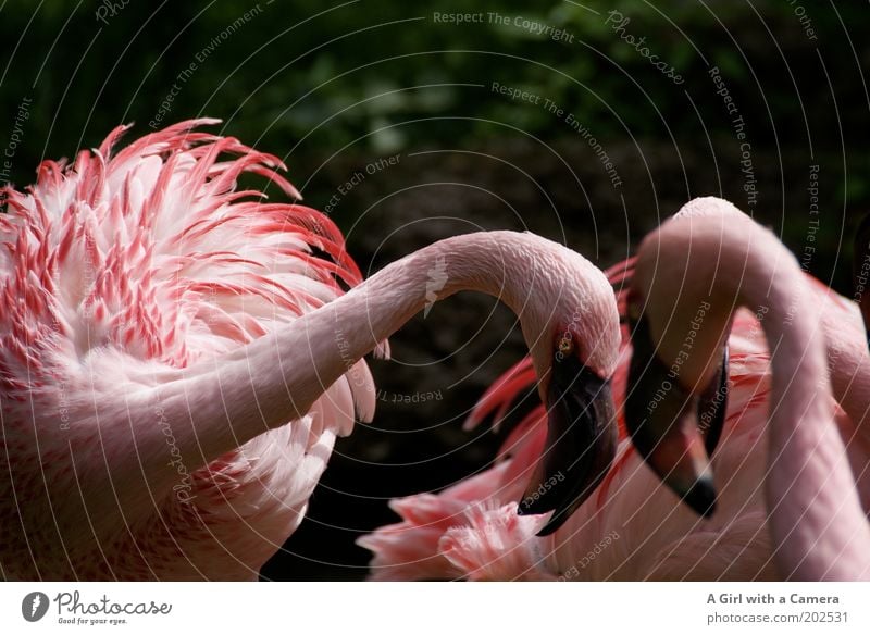 Look me in the eyes.... Nature Animal Bird Flamingo Group of animals Pink Aggression Exotic Colour Demand Rutting season Africa Beak Abstract Zoo Fight
