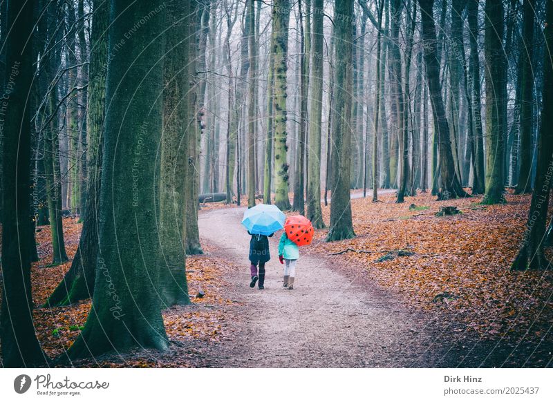 Walking in the rain Human being 2 Threat Leisure and hobbies Umbrella Together To go for a walk Promenade Forest Footpath Rain Weather Weatherproof Going Tree
