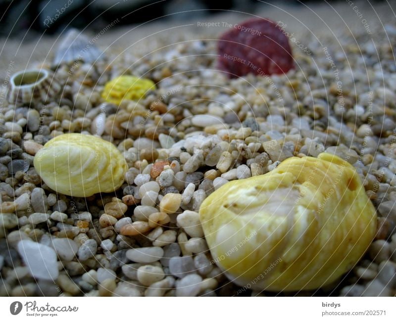 Playa Maya Exotic Beach Coast Mussel shell Beautiful Colour Gravel Multicoloured Yellow Pebble beach Colour photo Exterior shot Macro (Extreme close-up)