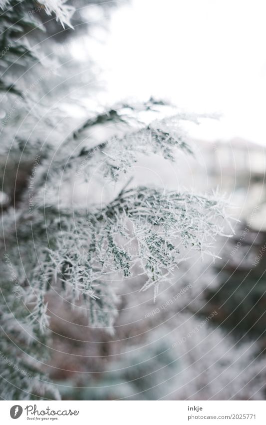 stinging cold Environment Nature Winter Climate Weather Ice Frost Twig Fir branch Coniferous trees Garden Park Icicle Cold Frozen Winter mood Colour photo