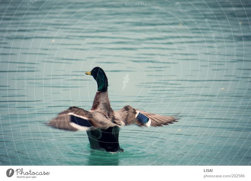 duck duck duck duck duck Elements Water Lake Animal Wild animal Wing Duck 1 Esthetic Blue Brown Gray Black White Drake Concentric Bird Colour photo
