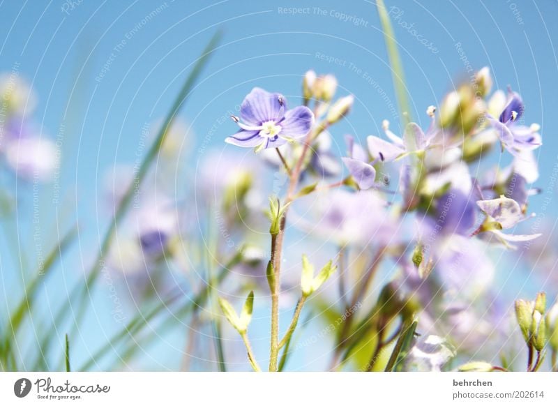 baby blue Environment Nature Landscape Plant Sky Cloudless sky Spring Summer Climate change Beautiful weather Flower Grass Blossom Garden Meadow Field